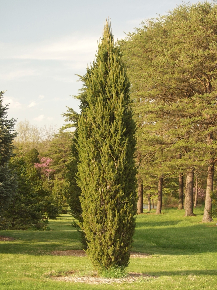'Cupressina' Norway Spruce - Picea abies from Paradise Acres Garden Center