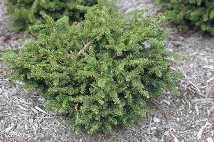 'Nidiformis' Bird's Nest Spruce - Picea abies from Paradise Acres Garden Center