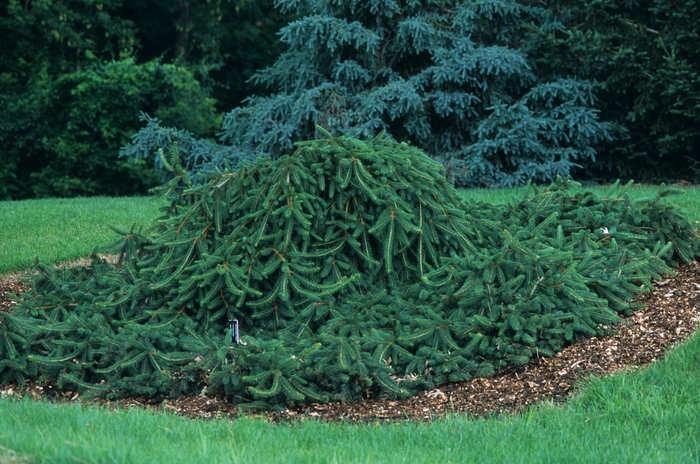 'Pendula' Weeping Norway Spruce - Picea abies from Paradise Acres Garden Center