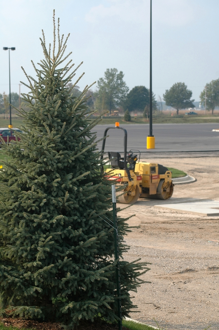 'Densata' Black Hills Spruce - Picea glauca from Paradise Acres Garden Center