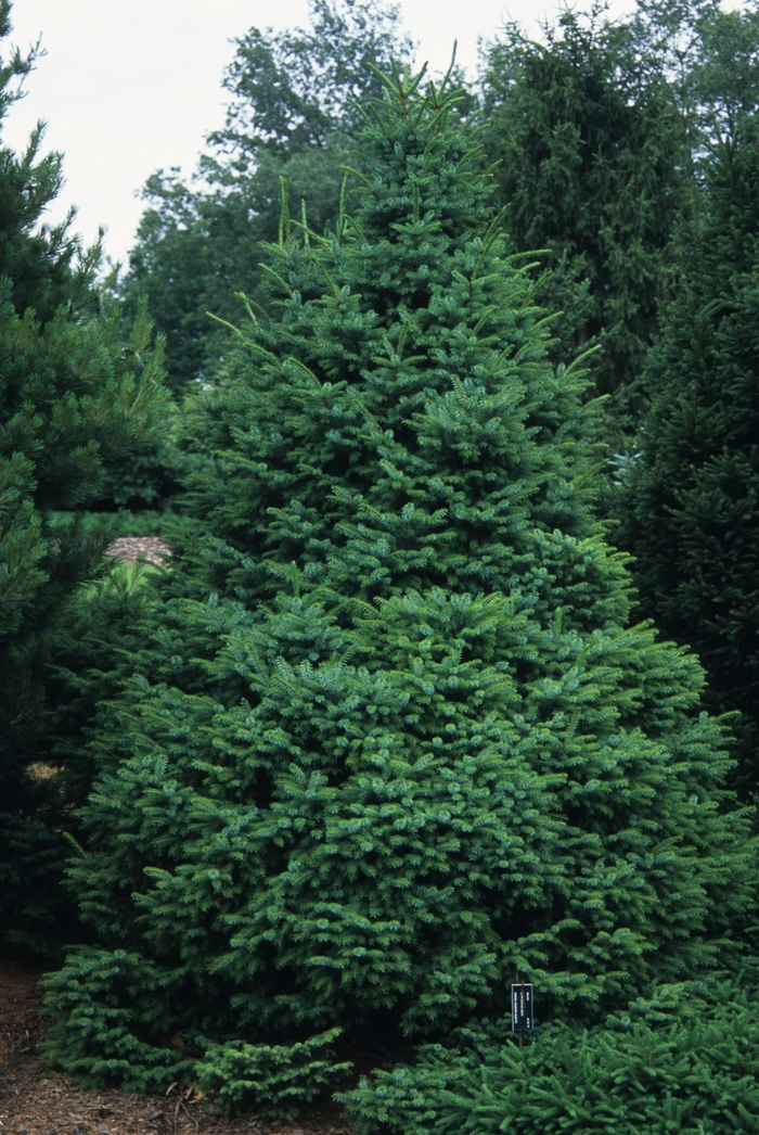 'Nana' Dwarf Serbian Spruce - Picea omorika from Paradise Acres Garden Center