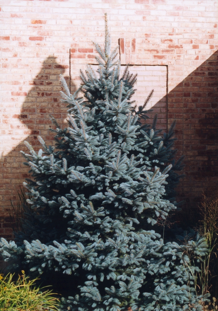 Colorado Blue Spruce - Picea pungens from Paradise Acres Garden Center