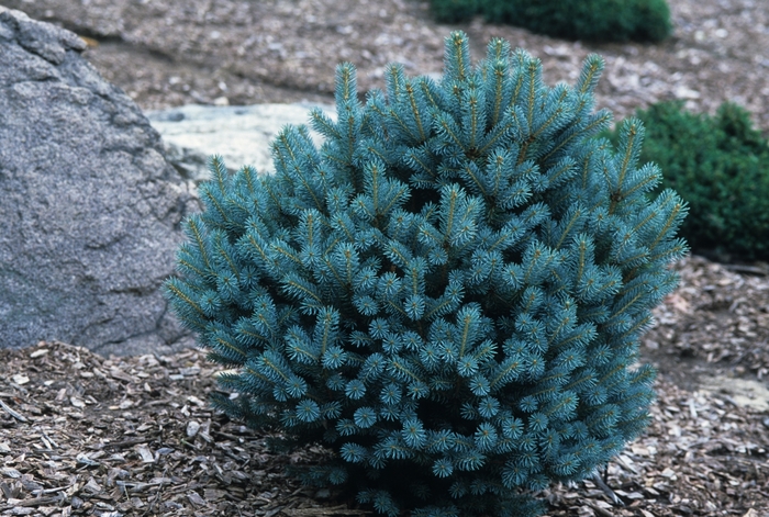 'Mrs. Cesarini' Blue Spruce - Picea pungens from Paradise Acres Garden Center