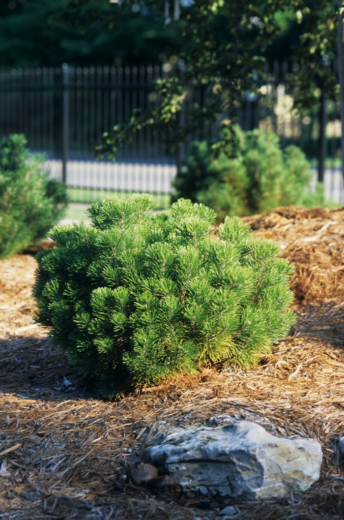 Swiss Mountain Pine - Pinus mugo from Paradise Acres Garden Center