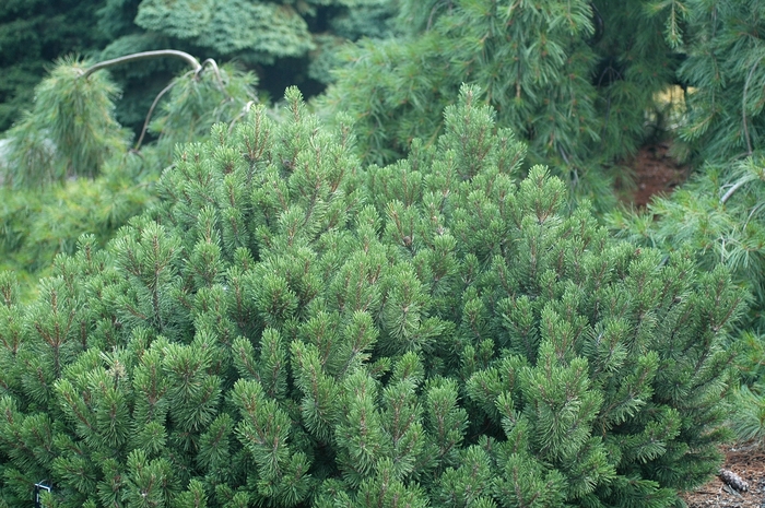 'Slowmound' Mugo Pine - Pinus mugo from Paradise Acres Garden Center