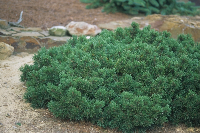 Dwarf Mountain Pine - Pinus mugo var. pumilio from Paradise Acres Garden Center