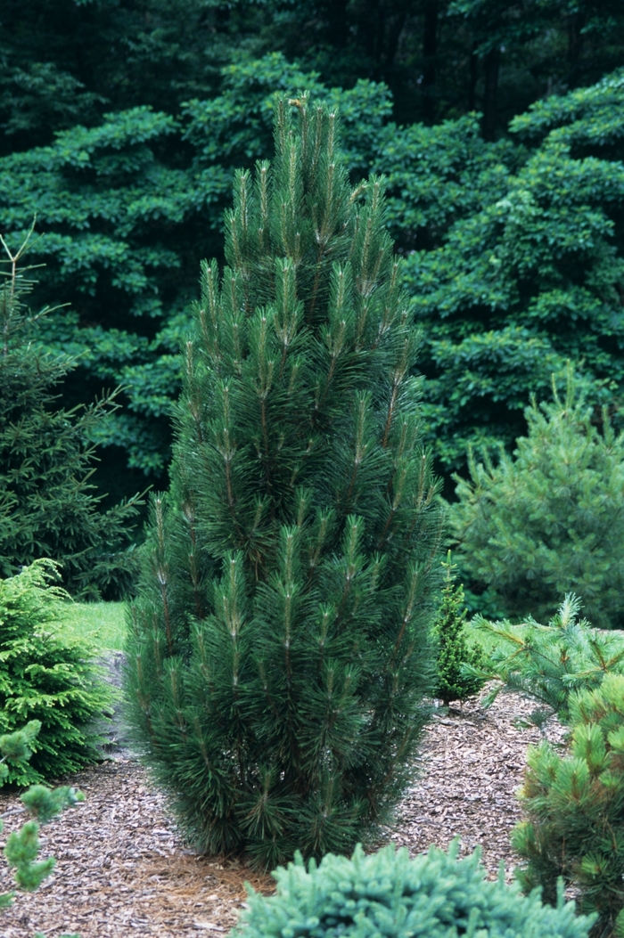 'Arnold Sentinel' Austrian Pine - Pinus nigra from Paradise Acres Garden Center