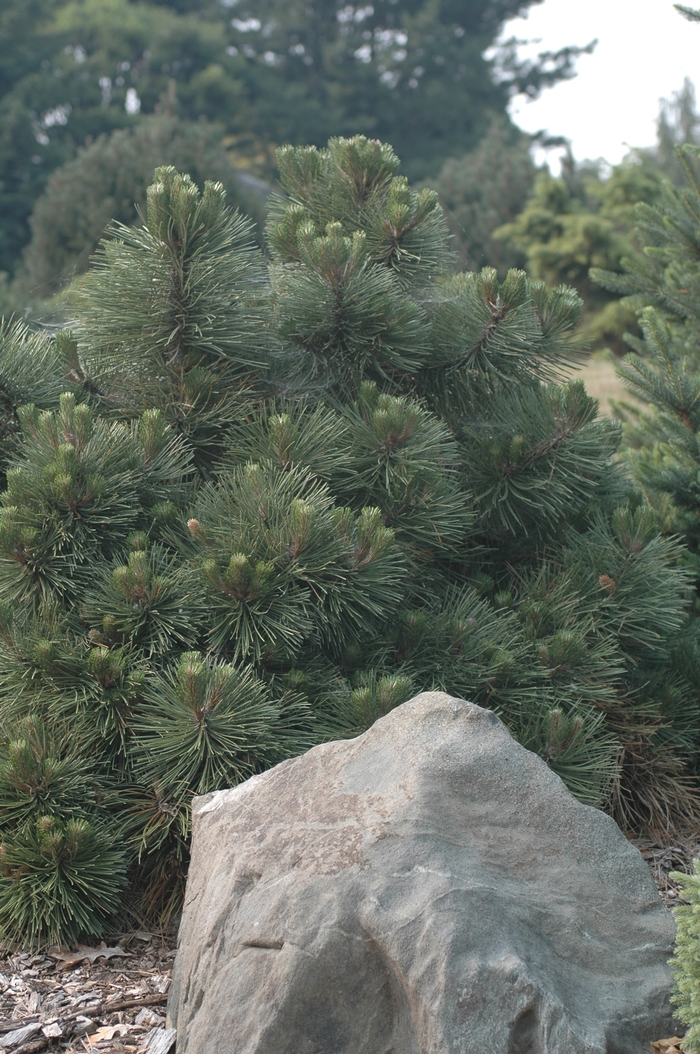 'Helga' Austrian Pine - Pinus nigra from Paradise Acres Garden Center