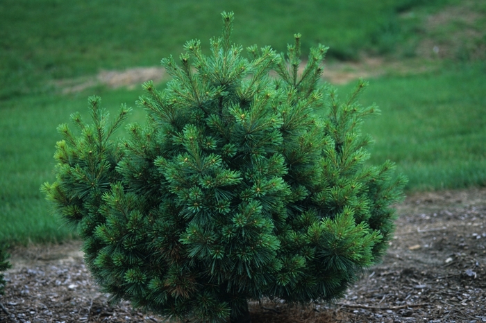 'Nana' Dwarf White Pine - Pinus strobus from Paradise Acres Garden Center