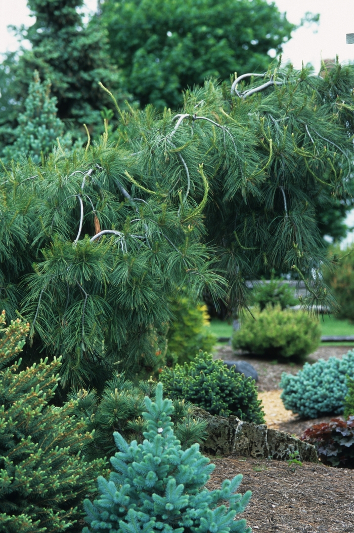 'Pendula' Weeping White Pine - Pinus strobus from Paradise Acres Garden Center