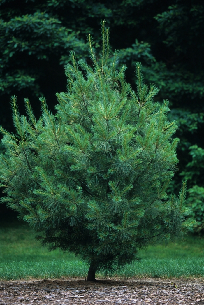'Hillside Winter Gold' Eastern White Pine - Pinus strobus from Paradise Acres Garden Center