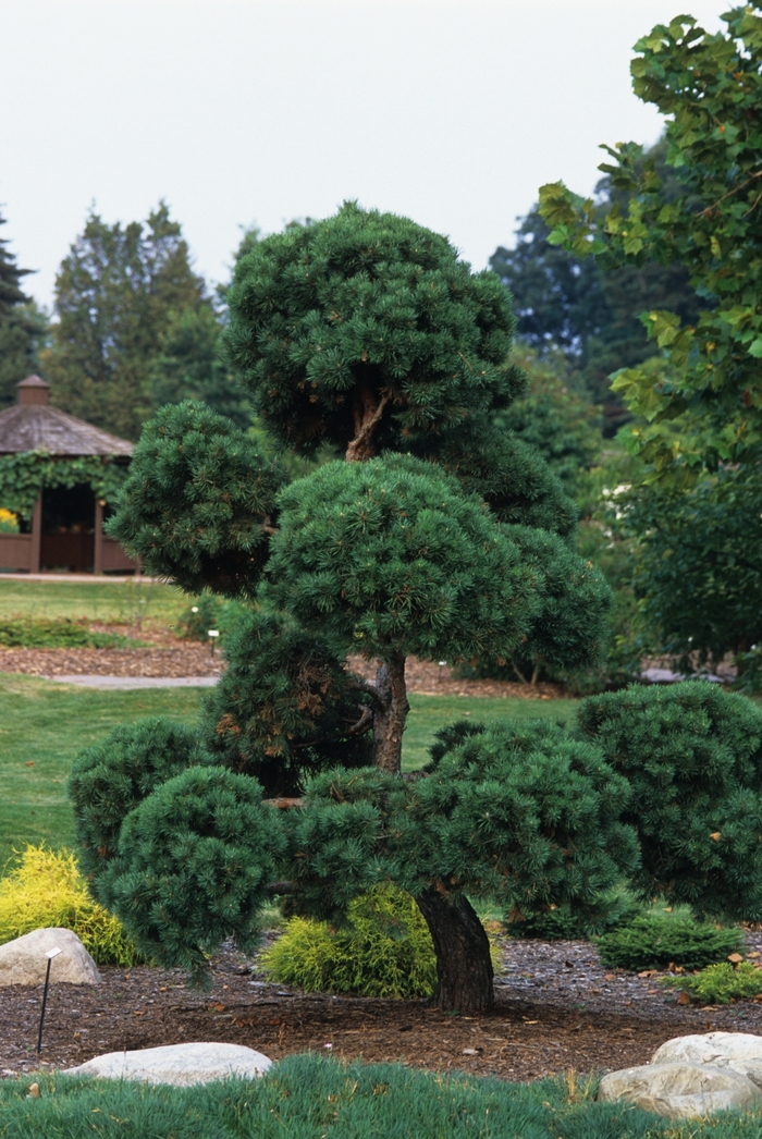 Scotch Pine - Pinus sylvestris from Paradise Acres Garden Center