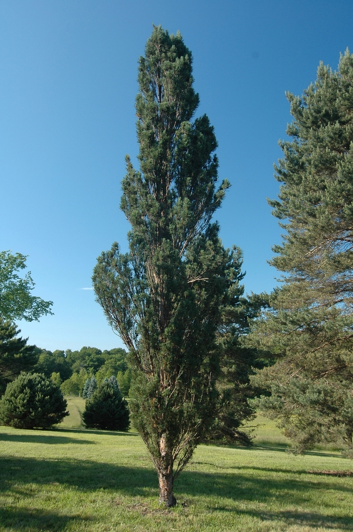 'Fastigiata' Scotch Pine - Pinus sylvestris from Paradise Acres Garden Center