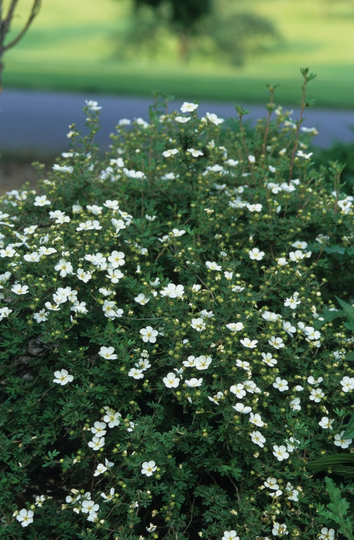 'Abbotswood' - Potentilla fruticosa from Paradise Acres Garden Center