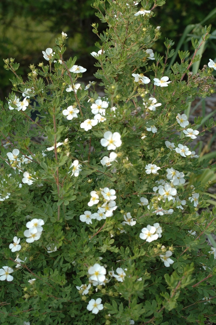 'Abbotswood' - Potentilla fruticosa from Paradise Acres Garden Center