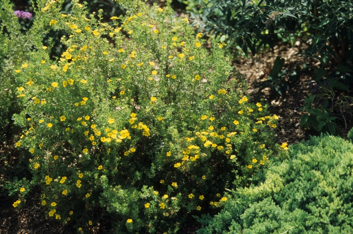 'Gold Drop ('Farreri')' Bush Cinquefoil - Potentilla fruticosa from Paradise Acres Garden Center