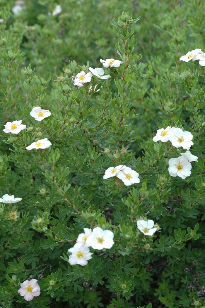 'Pink Beauty' - Potentilla fruticosa from Paradise Acres Garden Center