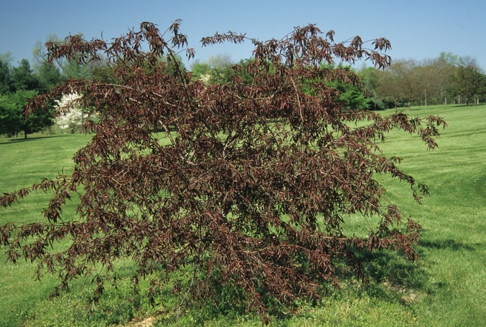 'Pink Cascade&reg;' Cherry - Prunus from Paradise Acres Garden Center