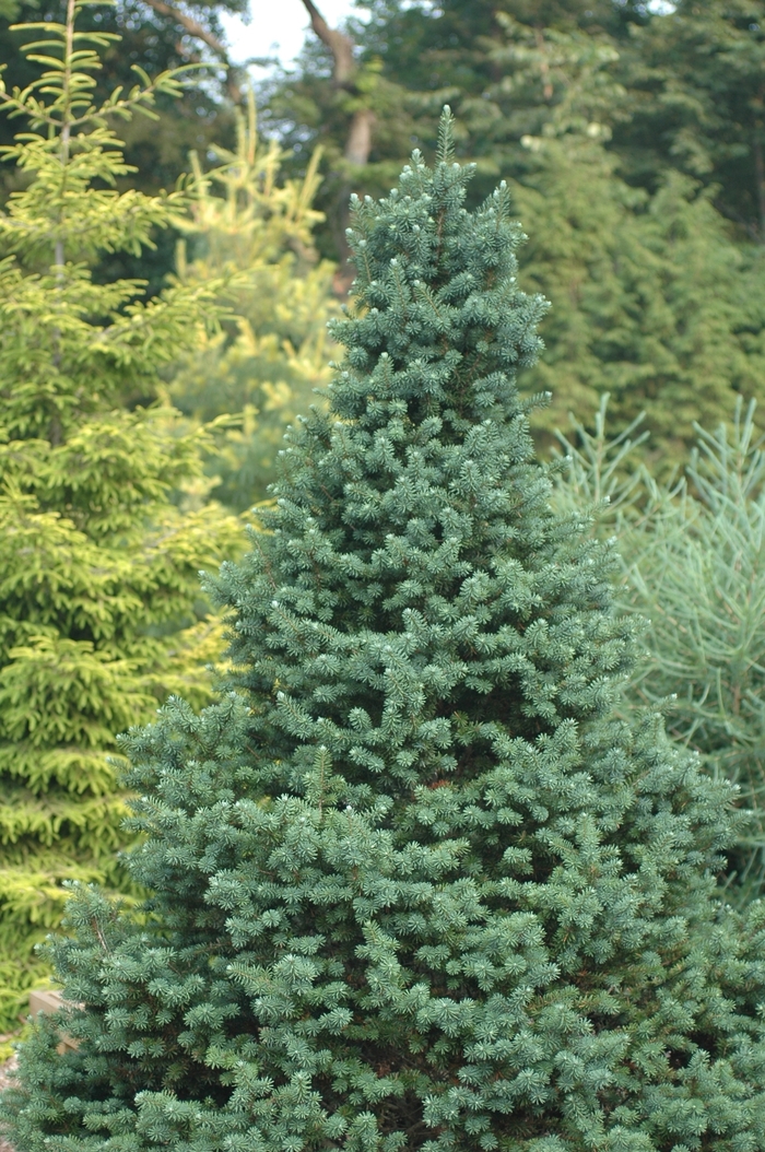 Douglas fir - Pseudotsuga menziesii from Paradise Acres Garden Center