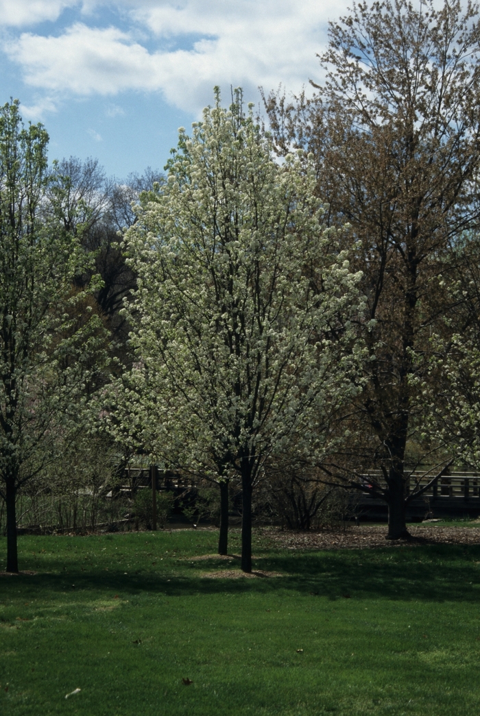 'Aristocrat' Aristocrat Pear - Pyrus calleryana from Paradise Acres Garden Center
