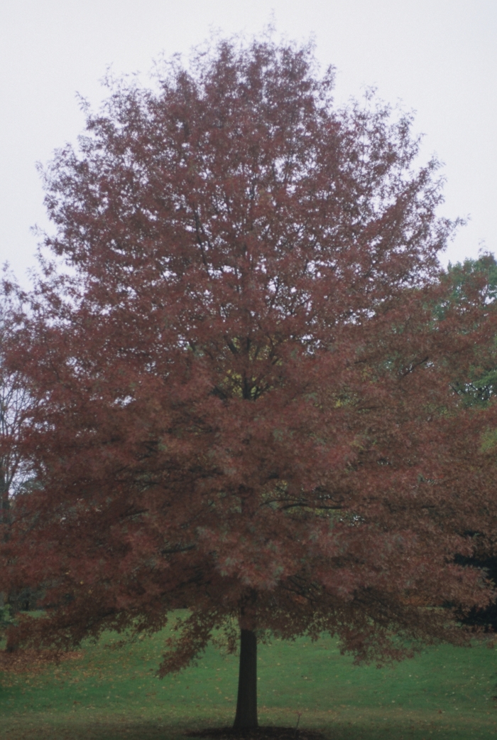 Scarlet Oak - Quercus coccinea from Paradise Acres Garden Center