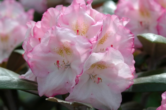 'Ken Janeck' - Rhododendron yakushimanum from Paradise Acres Garden Center