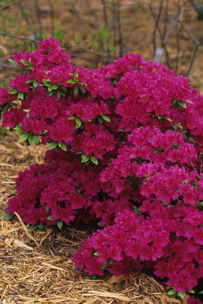 'Girard's Fuchsia' Azalea - Rhododendron Girard hybrid from Paradise Acres Garden Center