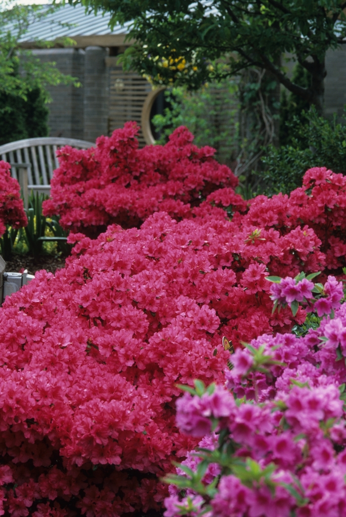 'Girard's Rose' Azalea - Rhododendron Girard hybrid from Paradise Acres Garden Center