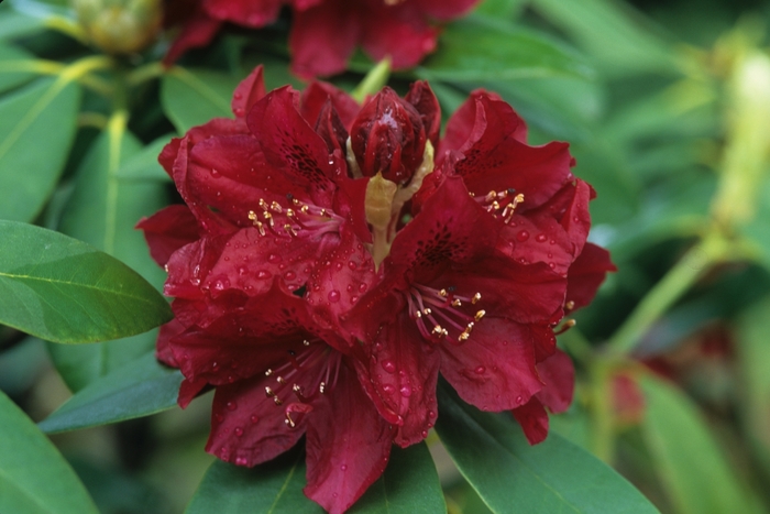 'Golden Lights' Azalea - Rhododendron Northern Lights hybrid from Paradise Acres Garden Center