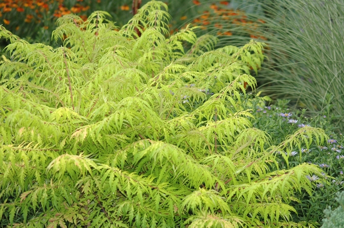 'Tiger Eyes&reg;' Cutleaf Staghorn Sumac - Rhus typhina from Paradise Acres Garden Center