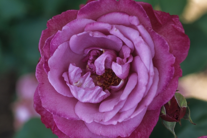 'Heirloom' Heirloom Rose - Rosa from Paradise Acres Garden Center