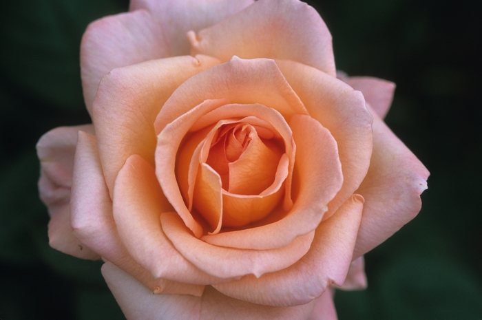 'Summer Dream' Rose - Rosa from Paradise Acres Garden Center