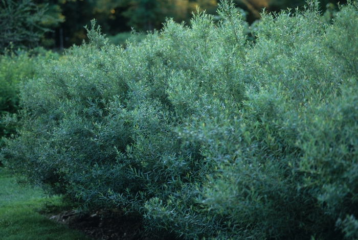 'Nana' Dwarf Arctic Willow - Salix purpurea from Paradise Acres Garden Center