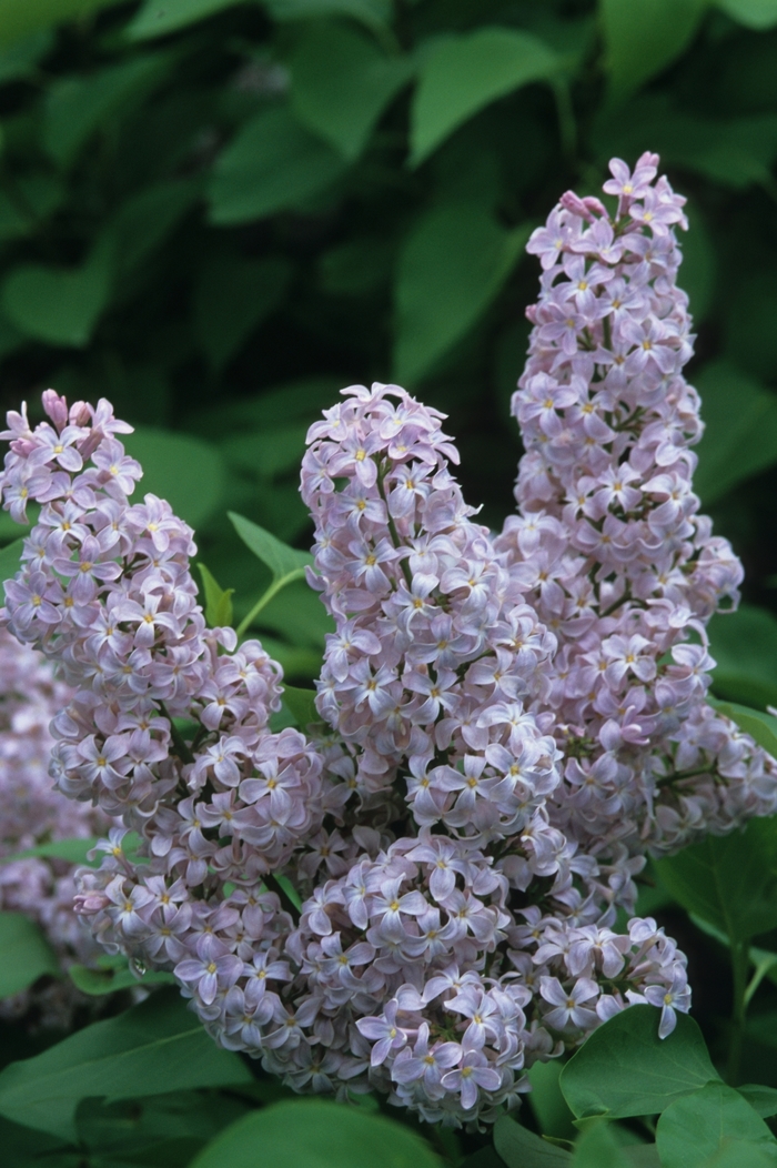 'President Grevy' Lilac - Syringa vulgaris from Paradise Acres Garden Center