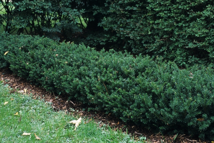 'Erie Shores™' Spreading Yew - Taxus x media from Paradise Acres Garden Center