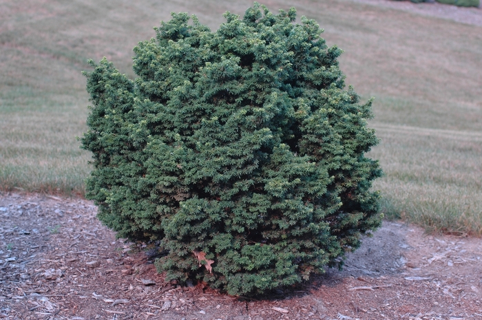 'Jervis' Canadian Hemlock - Tsuga canadensis from Paradise Acres Garden Center