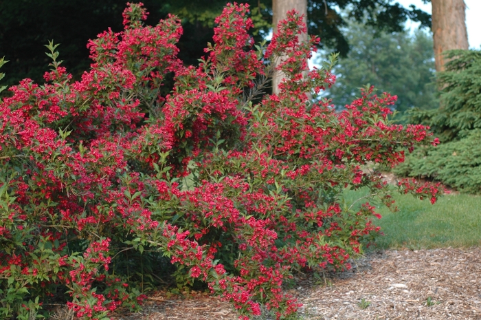 'Red Prince' - Weigela florida from Paradise Acres Garden Center