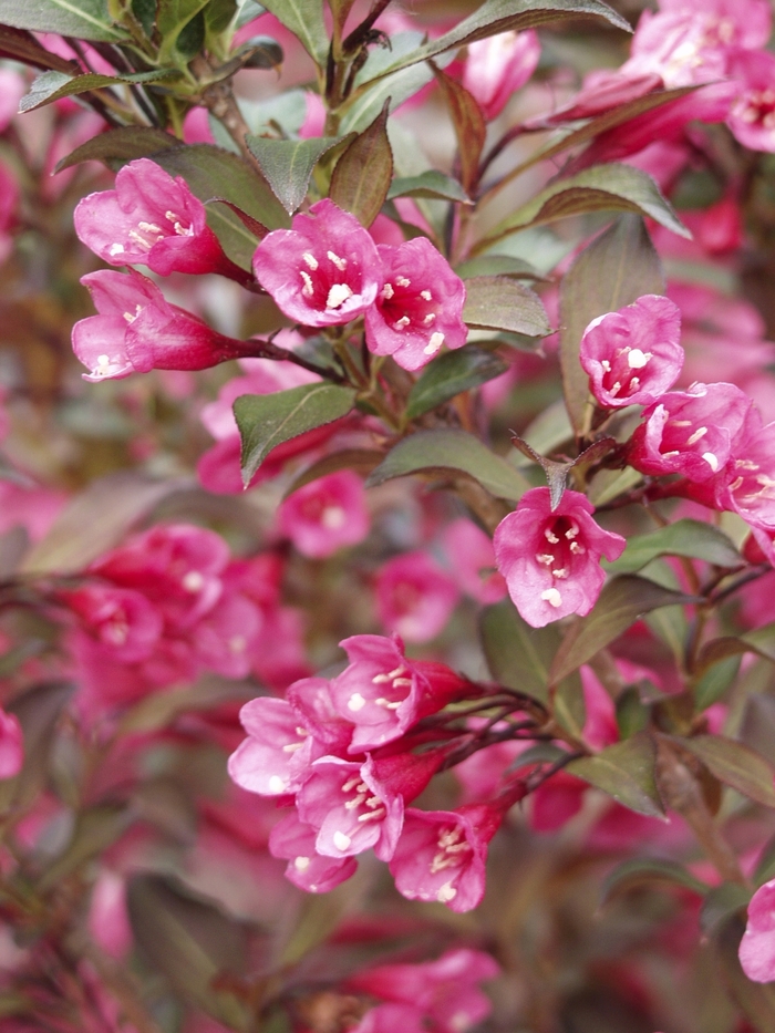 Wine & Roses® - Weigela florida COPY from Paradise Acres Garden Center