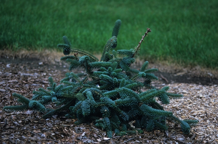 'Pendula' Algerian Fir - Abies numidica from Paradise Acres Garden Center