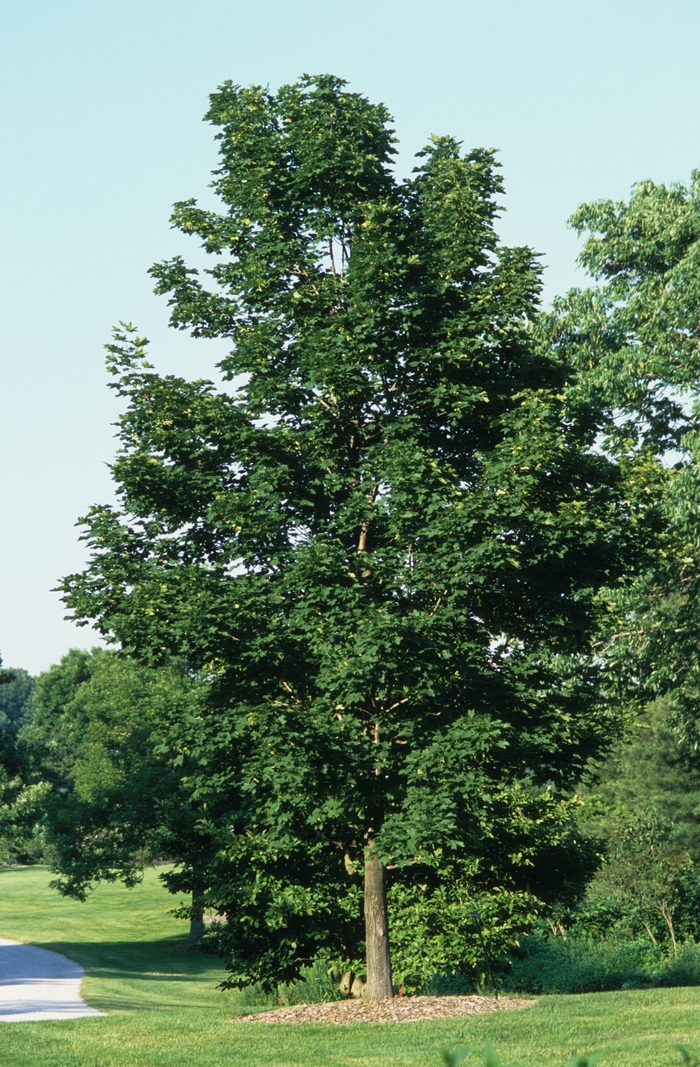 'Emerald Queen' Norway maple - Acer platanoides from Paradise Acres Garden Center