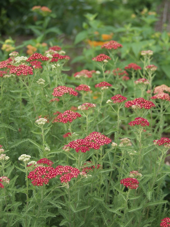 'Paprika' Yarrow - Achillea millefolium from Paradise Acres Garden Center