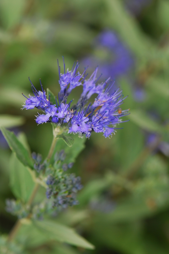 'Dark Knight' Bluebeard - Caryopteris x clandonensis from Paradise Acres Garden Center