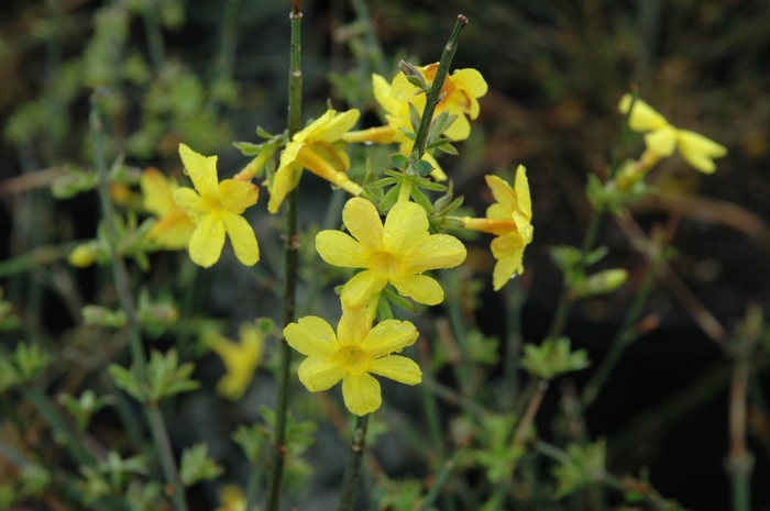 Winter Jasmine - Jasminum nudiflorum from Paradise Acres Garden Center