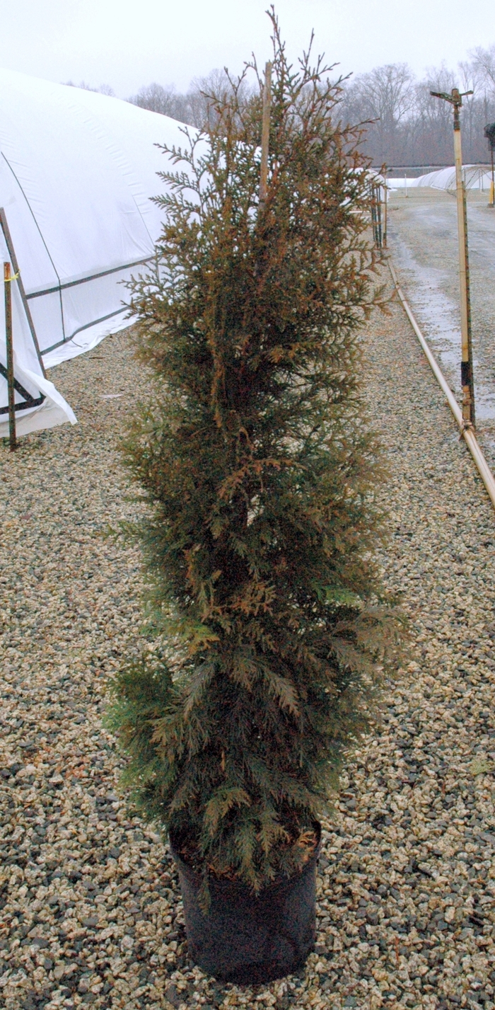 'Steeplechase' Giant Arborvitae - Thuja plicata from Paradise Acres Garden Center