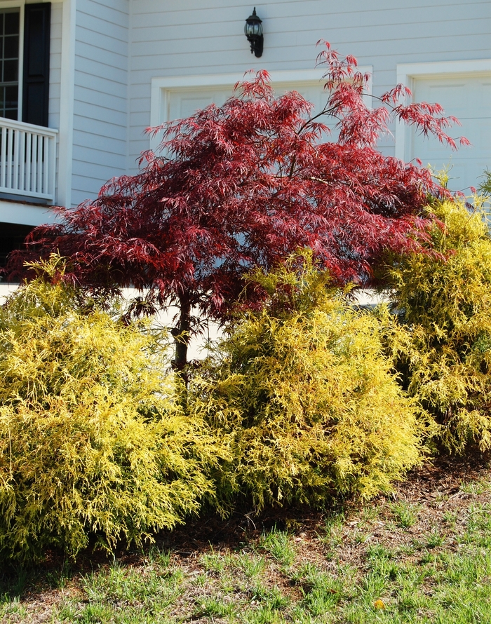 'Golden Mop' Japanese Falsecypress - Chamaecyparis pisifera from Paradise Acres Garden Center