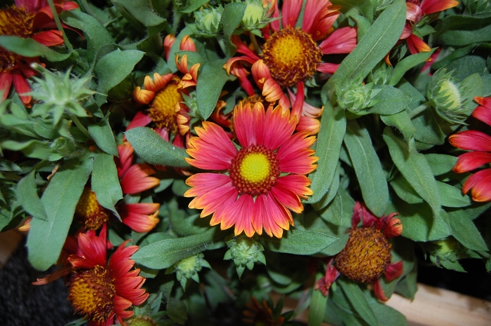 'Arizona Red Shades' Blanket Flower - Gaillardia from Paradise Acres Garden Center