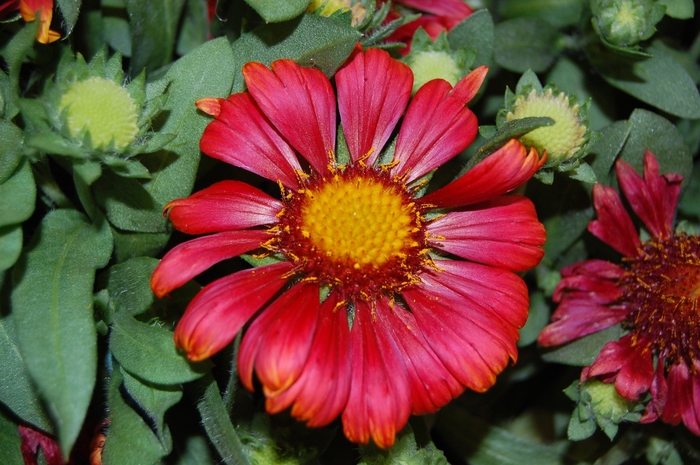 'Arizona Red Shades' Blanket Flower - Gaillardia from Paradise Acres Garden Center