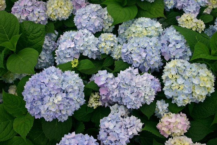 'The Original' Bigleaf Hydrangea - Hydrangea macrophylla from Paradise Acres Garden Center