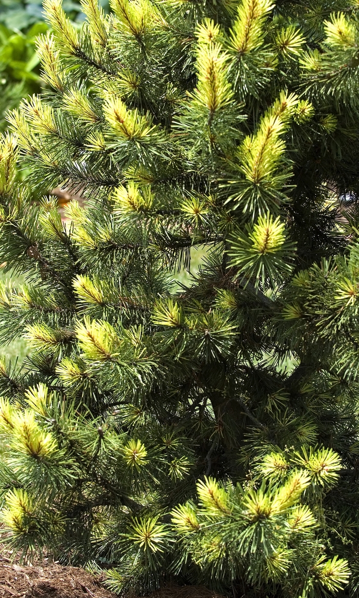 'Taylor's Sunburst' Lodgepole Pine - Pinus contorta from Paradise Acres Garden Center
