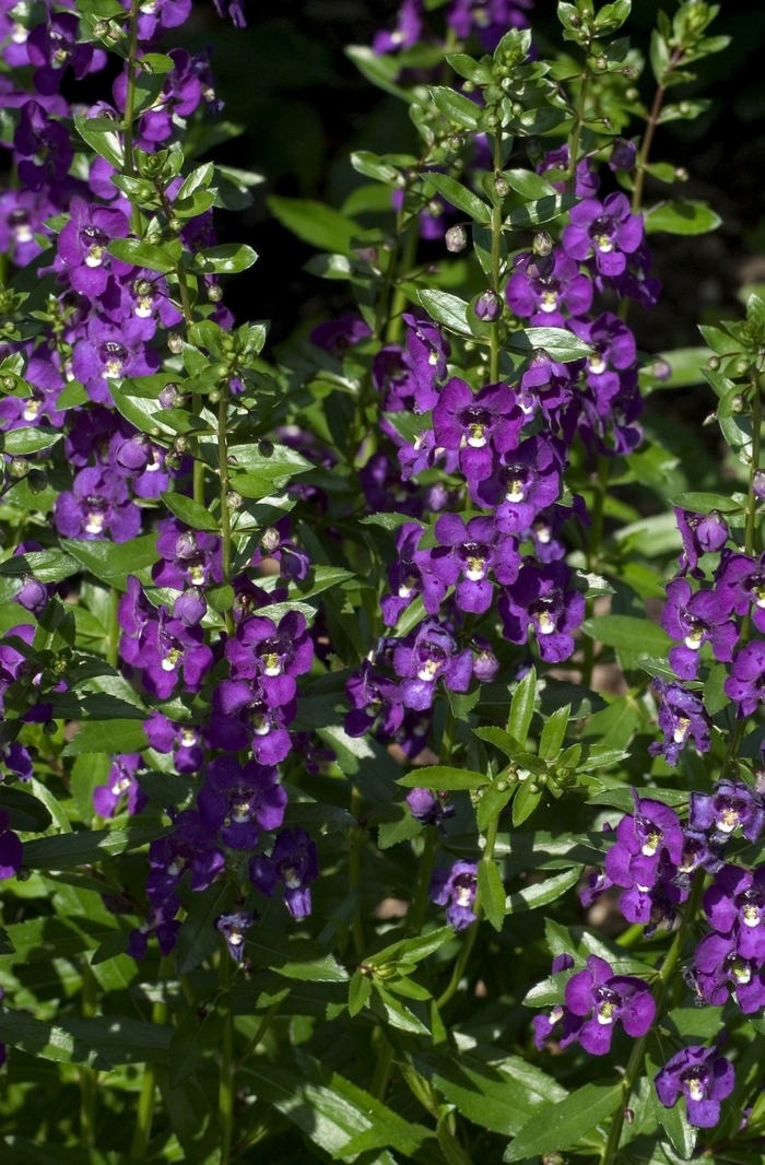 Redvein Enkianthus - Enkianthus campanulatus from Paradise Acres Garden Center